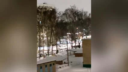 Нашествие птиц запечатлели жители Нижнекамска во дворах - НТР 24