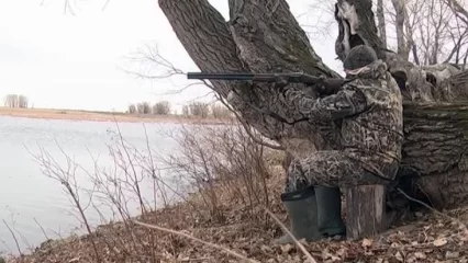 В Татарстане проведут прямой эфир о ситуации с охотой в республике - НТР 24