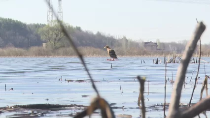 В Татарстане завершился сезон охоты на некоторые виды пернатой дичи - НТР 24