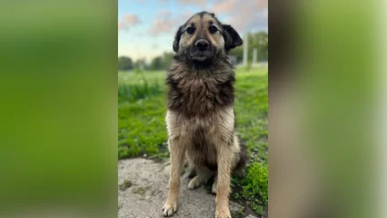 В Нижнекамске пообещали крупное вознаграждение за собаку