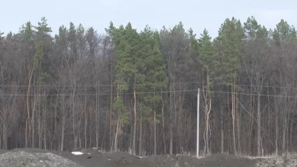 Прокуратура Нижнекамска: исполком незаконно зарегистрировал права на земли лесного фонда - НТР 24