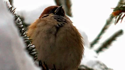 Нижнекамцев призвали помогать пернатым в зимнее время - НТР 24