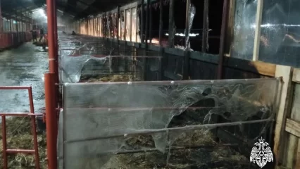 В пожаре на ферме в Атнинском районе Татарстана погибли 25 телят - НТР 24