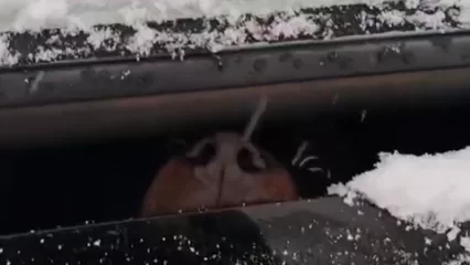 В Нижнекамске собаку в мороз оставили в закрытом автомобиле - НТР 24