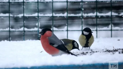 В минэкологии РТ призвали подкармливать птиц в морозы - НТР 24