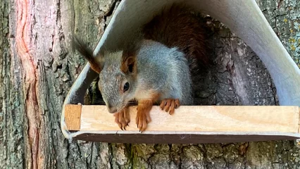 Нижнекамцам рассказали, где и чем можно кормить белок в городе - НТР 24