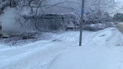 В Нижнекамске упавшее дерево сломало забор института - НТР 24