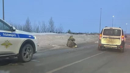 На выезде из Челнов в сторону Нижнекамска сбили лося