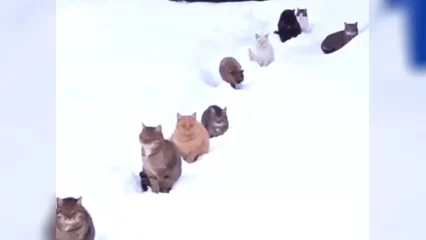 Нижнекамцам показали 19 брошенных кошек в садоводческом товариществе - НТР 24