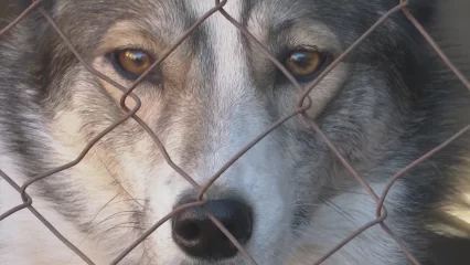 Нижнекамский район потратит почти 4,7 млн на содержание бездомных животных - НТР 24