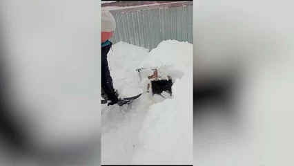 В Нижнекамске из-за непогоды чуть не погибли собаки в приюте «Добрые руки» - НТР 24