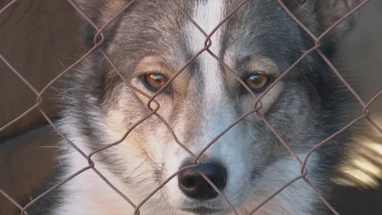 В Нижнекамске открыли площадку приема сухого корма для приюта животных - НТР 24