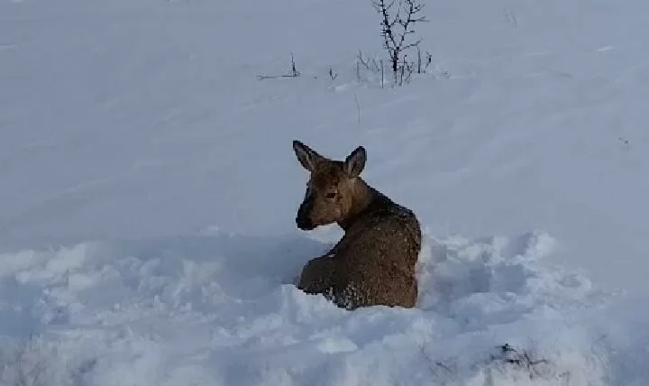 В Татарстане спасли косулю, которая забежала на спортплощадку