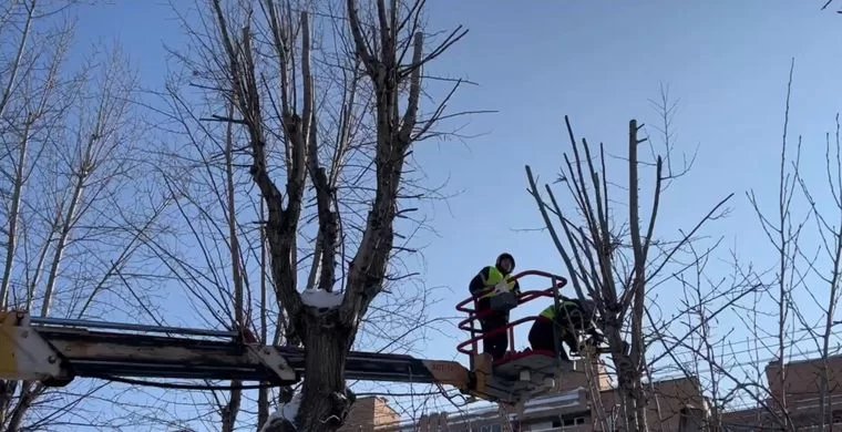 В Нижнекамске началась обрезка деревьев