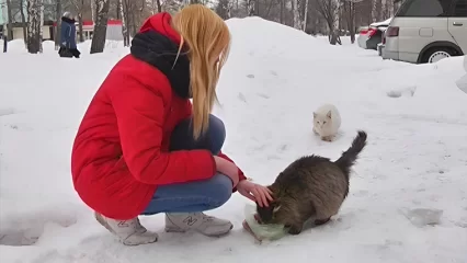 Нижнекамцы ко Всероссийскому дню кошек организовали сбор средств для приюта