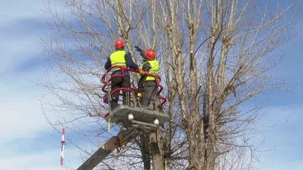 В Нижнекамске продолжается работа по обрезке деревьев
