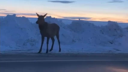 В Татарстане к дороге у поворота на М-12 вышло дикое животное - НТР 24