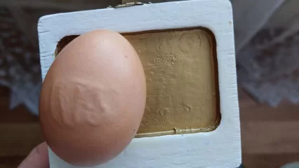 В одном из сел Татарстана курица снесла яйцо с надписью «Аллах» - НТР 24