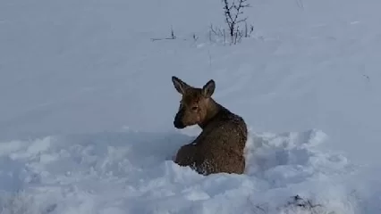 В Татарстане спасли косулю, которая забежала на спортплощадку