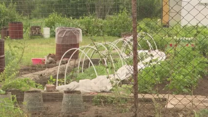 В России ввели уголовную ответственность за выращивание популярного садового цветка - НТР 24