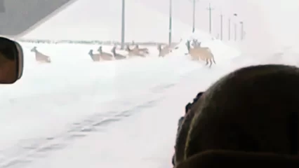В Татарстане сняли на видео большую стаю косуль - НТР 24