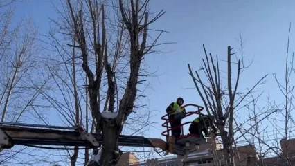 В Нижнекамске началась обрезка деревьев