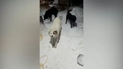 По факту отстрела собак у села Шингальчи Нижнекамского района возбуждено уголовное дело - НТР 24