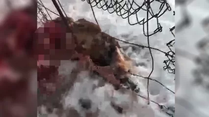 В Корабельной роще у Нижнекамска нашли несколько убитых косуль - НТР 24