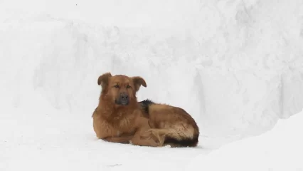 Зоозащитники написали петицию после убийства собак в Нижнекамском районе - НТР 24