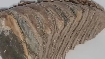 Жители Нижнекамска продают зубы мамонта - НТР 24