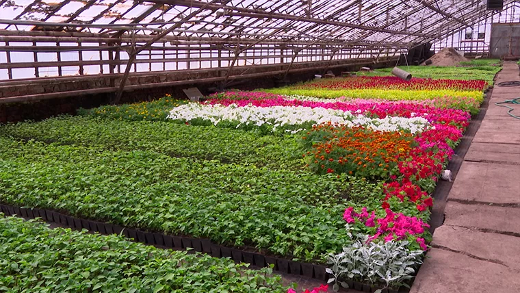 В Нижнекамске высадят более 200 тысяч цветов