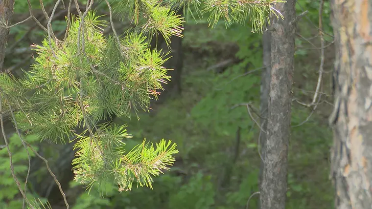 В этом году в Татарстане лесокультурный сезон начнется в апреле
