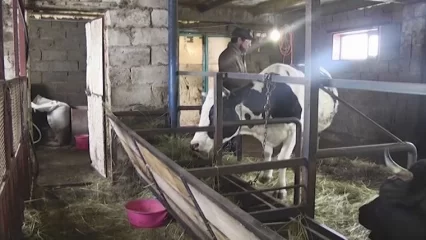 В Татарстане за год закрылось 148 фермерских хозяйств