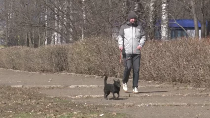 Жителям Татарстана напомнили о новых правилах выгула собак - НТР 24