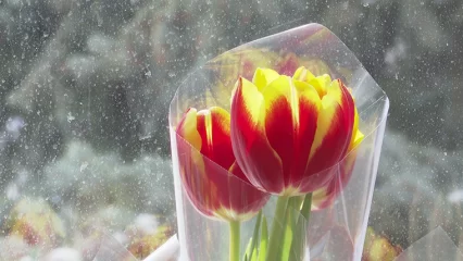 Парни из Нижнекамска предлагают свои услуги на 8 Марта - НТР 24