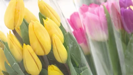 Жители Татарстана рассказали, сколько готовы потратить на подарки к 8 Марта - НТР 24