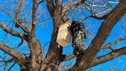 На 14 озёрах Нижнекамского района подготовили дупла для гоголей - НТР 24