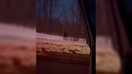 Нижнекамцы встретили лося на обочине - НТР 24