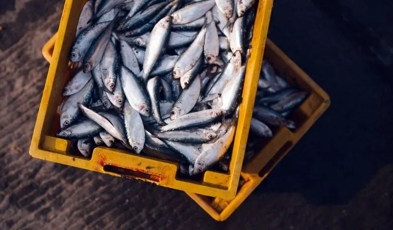 В Татарстане накрыли крупное нелегальное производство рыбных консервов