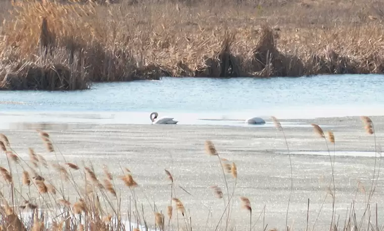В Татарстан массово возвращаются лебеди
