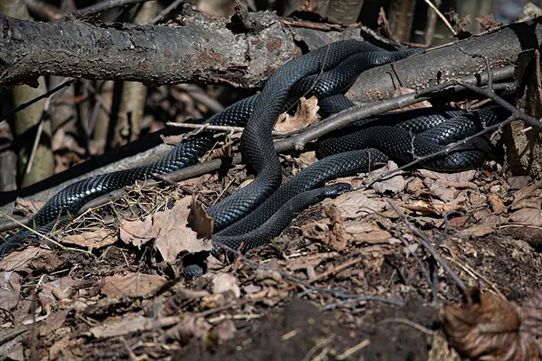 В лесах Нижнекамска заметили первых змей