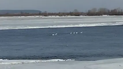 В Нижнекамске начался ледоход, на Каму прилетели лебеди - видео - НТР 24