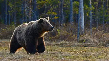 Из Красной книги РТ исключили бурого медведя