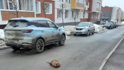 В Татарстане спасли бобра, который забрел в посёлок