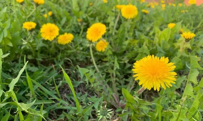 В Татарстане сохраняются ночные заморозки