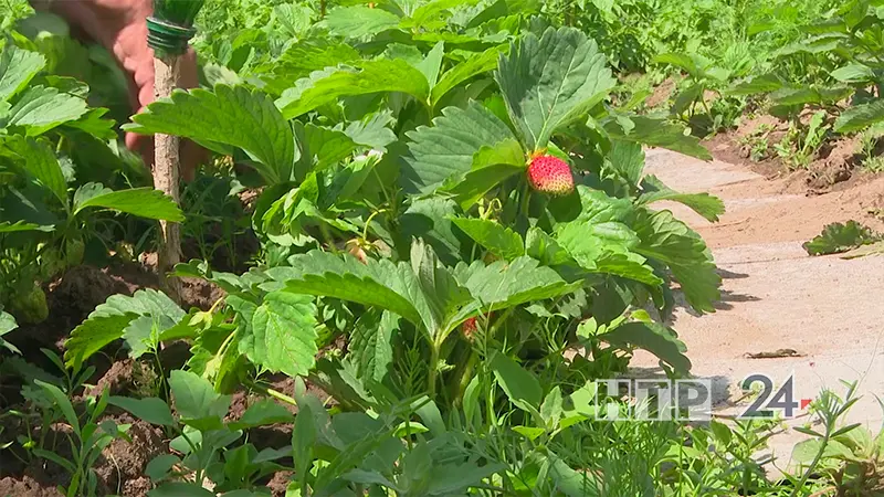 Нижнекамцам напомнили, как защитить растения в заморозки