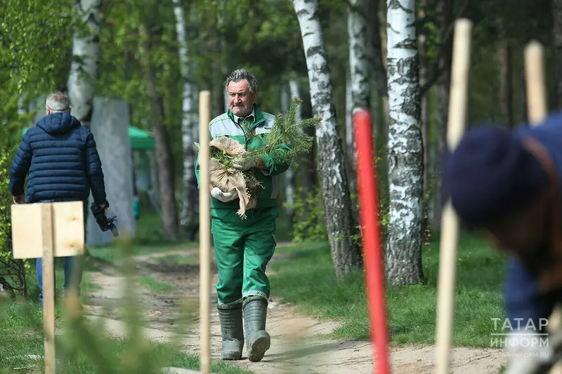 В Татарстане участники акции «Сад памяти» высадили 1,5 млн деревьев
