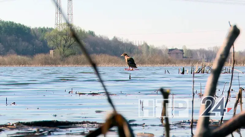В Татарстане хотят изменить сроки охоты на водоплавающую и боровую дичь