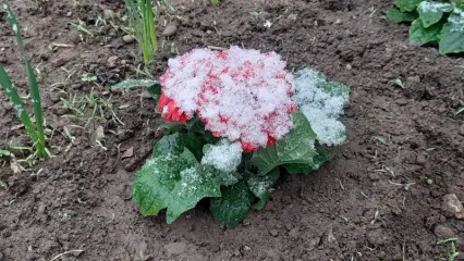 В Татарстане 3 мая выпал снег