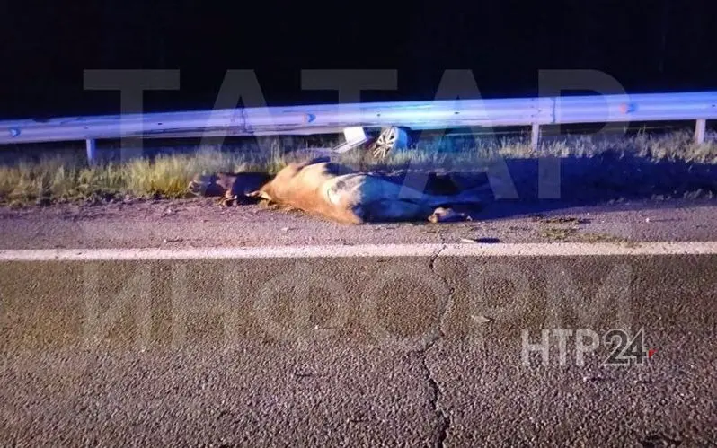 В Татарстане водитель погиб из-за выбежавшего на трассу лося